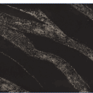 BLACK VELVET(PL-104-3)